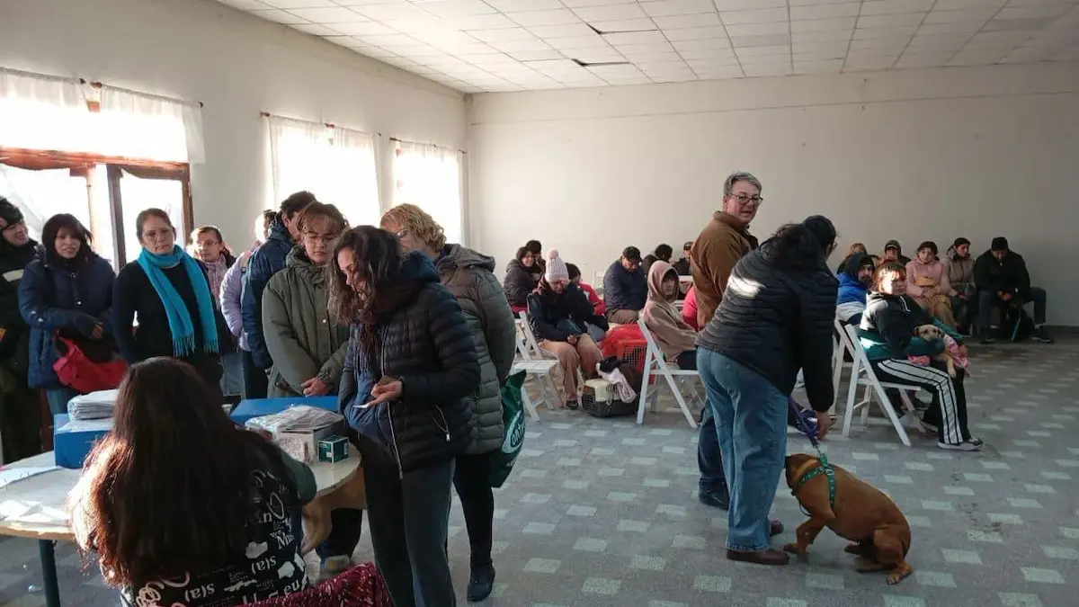 Charata: 105 castraciones gratuitas de perros y gatos en nueva jornada