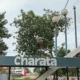 Clima en Charata hoy jueves 18 de junio: nublado con 65% de probabilidad de lluvia