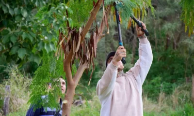 Cronograma poda Charata junio 2026: ocho barrios habilitados del 23 al 30 y recolección hasta el 4 de julio