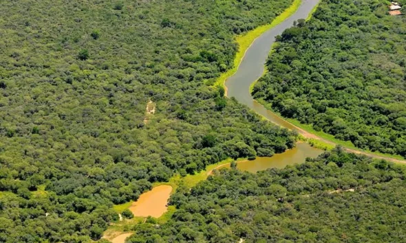 Día Mundial del Ambiente 2026: acción climática urgente y el Chaco entre las provincias con más bosques perdidos