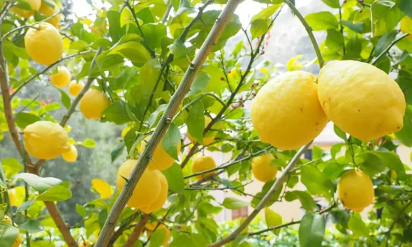 Limonero en invierno Charata: compost casero para más frutos