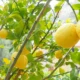 Limonero en invierno Charata: compost casero para más frutos