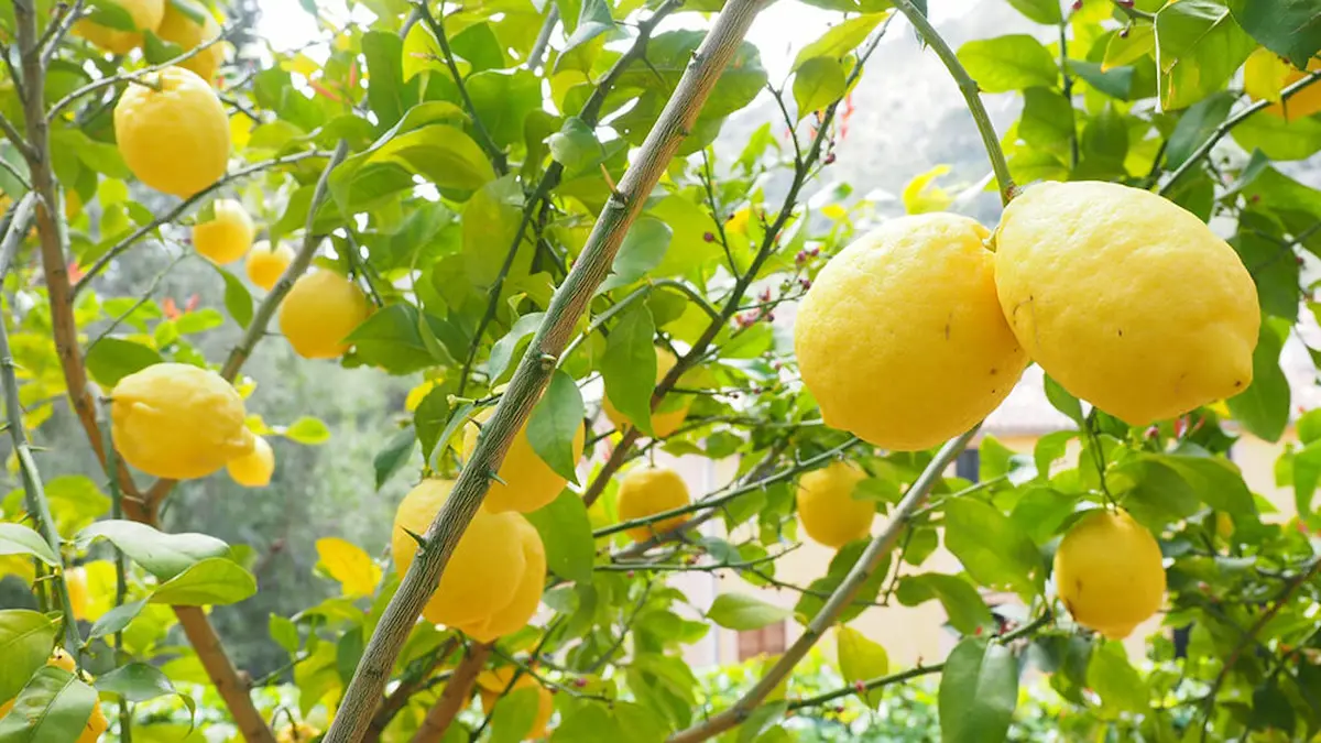 Limonero en invierno Charata: compost casero para más frutos