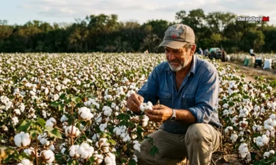 Algodón en el Chaco: Silva explica qué hace falta para recuperar hectáreas
