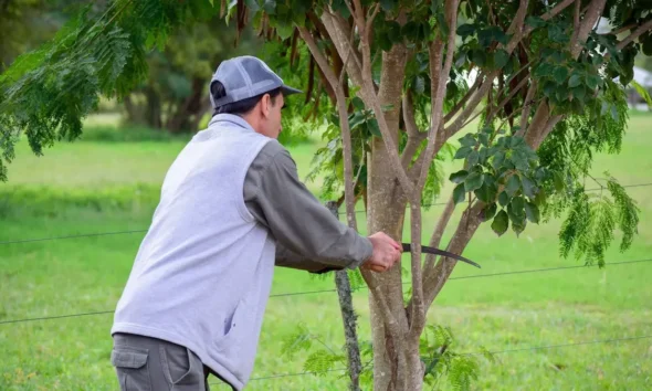 Cronograma de poda en Charata: 13 barrios habilitados del 16 al 22 de junio