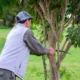 Cronograma de poda en Charata: 13 barrios habilitados del 16 al 22 de junio