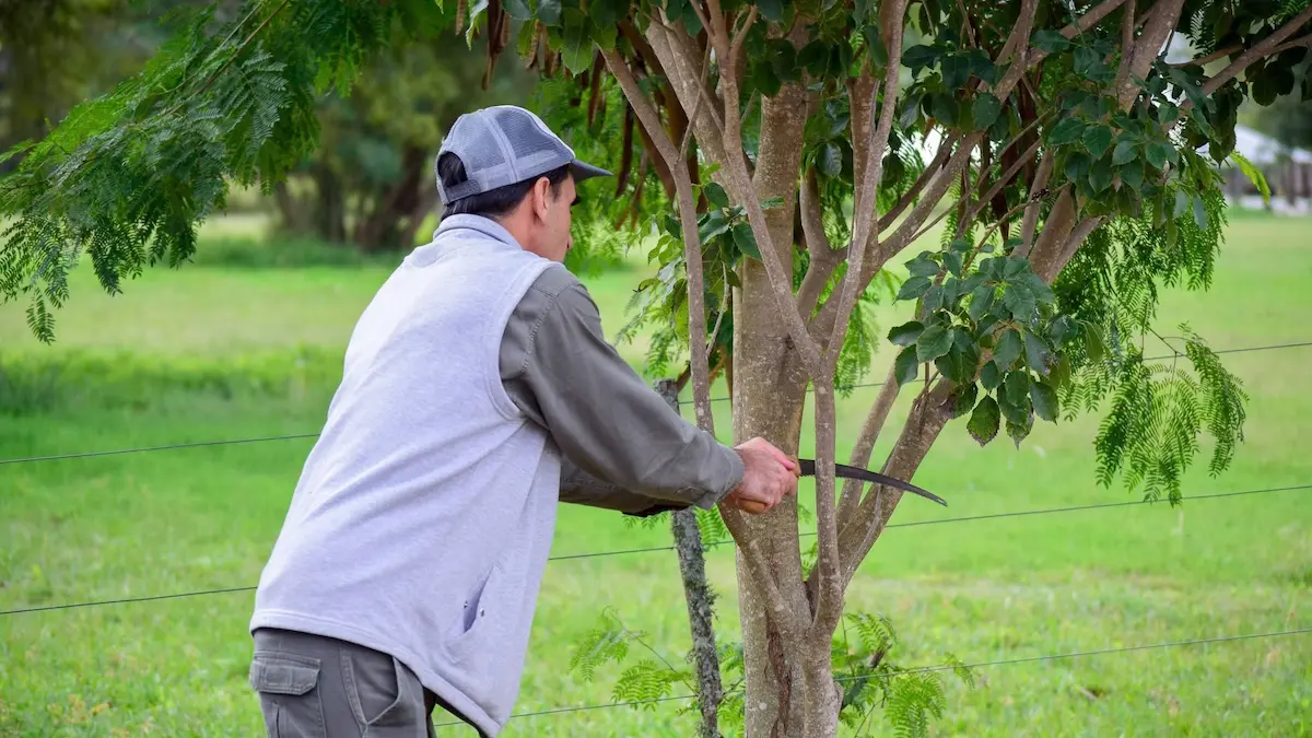 Cronograma de poda en Charata: 13 barrios habilitados del 16 al 22 de junio