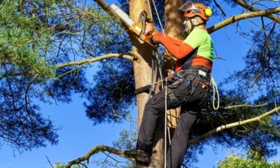 Cronograma de poda en Charata: doce barrios habilitados del 8 al 14 de junio