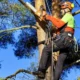 Cronograma de poda en Charata: doce barrios habilitados del 8 al 14 de junio