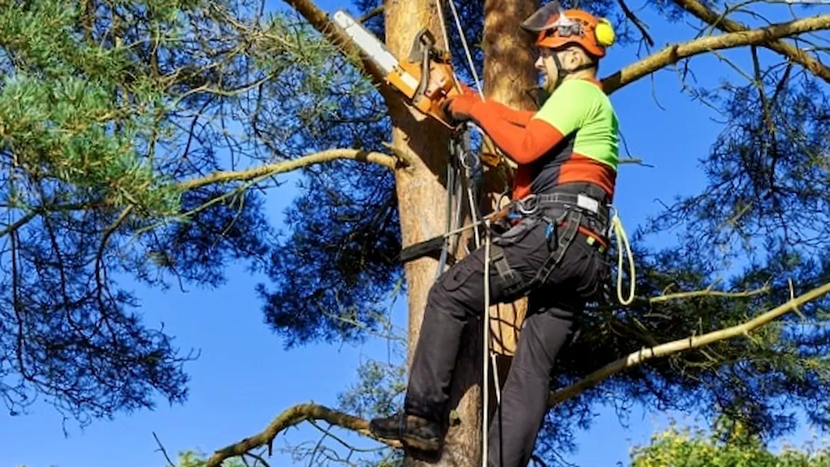 Cronograma de poda en Charata: doce barrios habilitados del 8 al 14 de junio