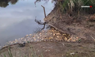 APA investiga la mortandad de peces en el Río Salado