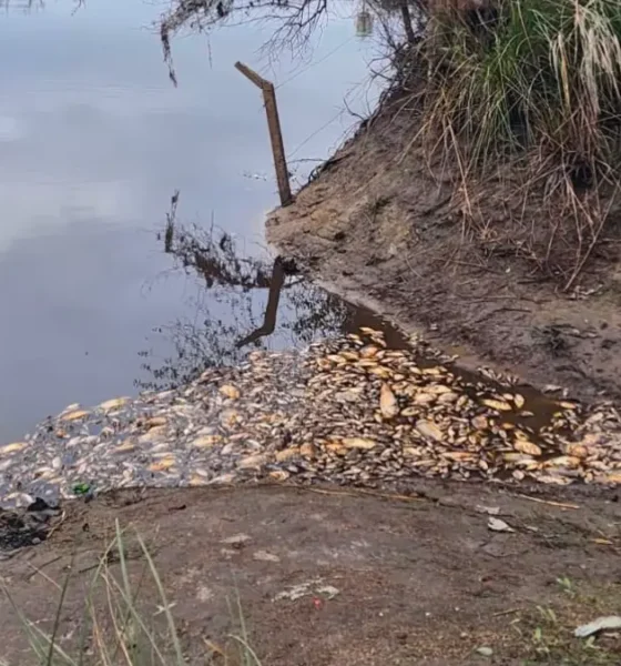 APA investiga la mortandad de peces en el Río Salado