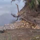 APA investiga la mortandad de peces en el Río Salado