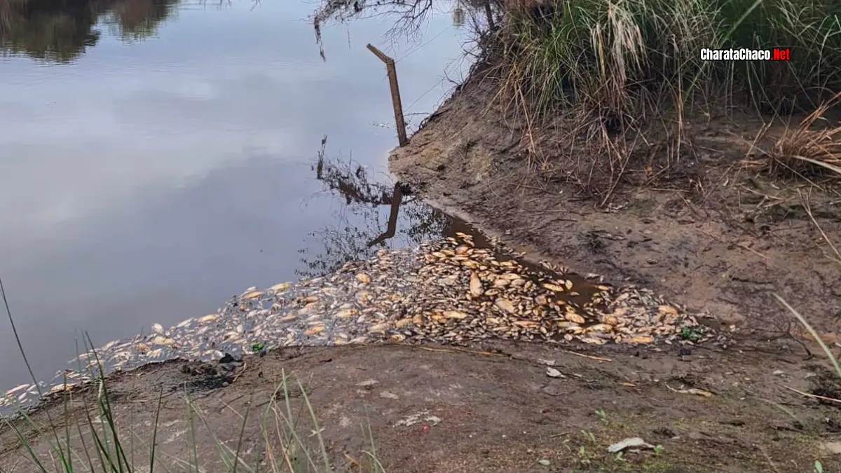 APA investiga la mortandad de peces en el Río Salado