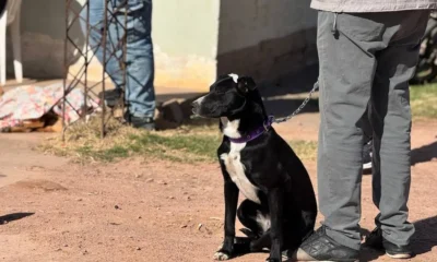 Nueva jornada gratuita de castración de mascotas en Charata