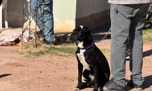 Nueva jornada gratuita de castración de mascotas en Charata