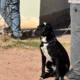Nueva jornada gratuita de castración de mascotas en Charata