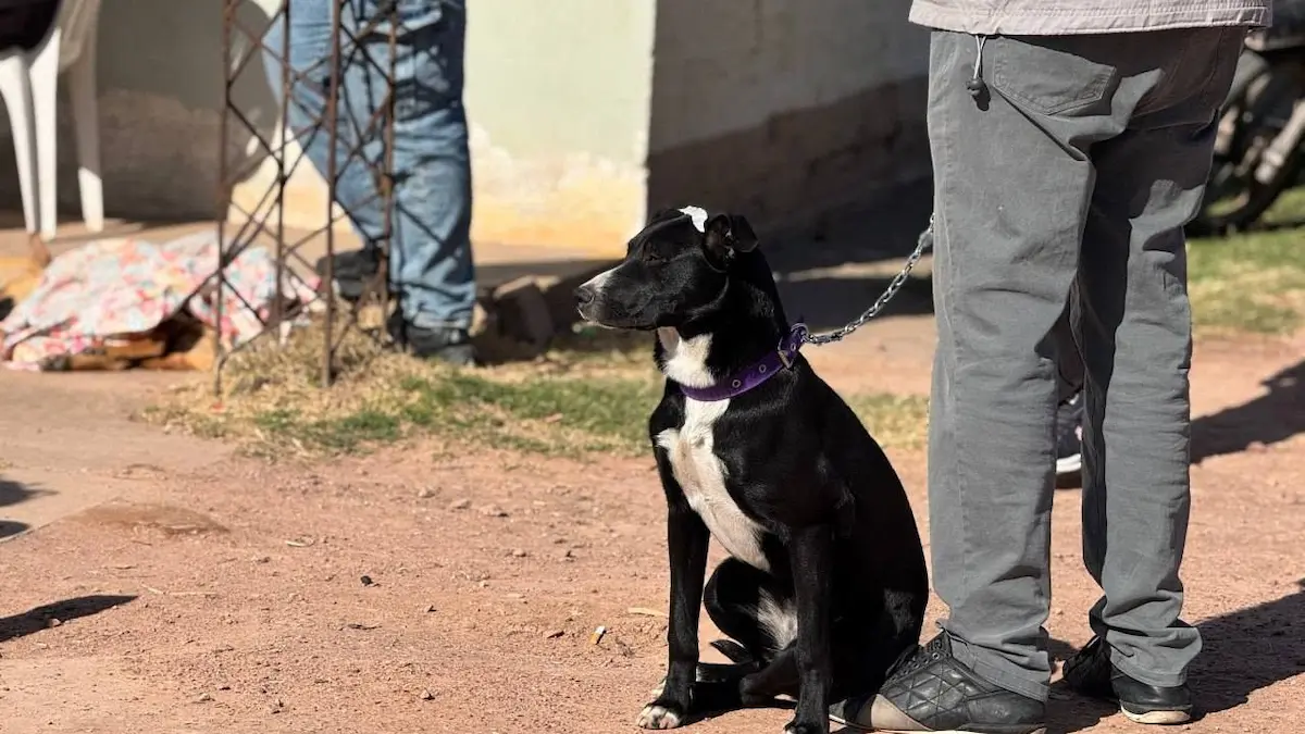 Nueva jornada gratuita de castración de mascotas en Charata