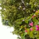 Clima en Charata hoy: alerta por tormentas en el Día de la Primavera