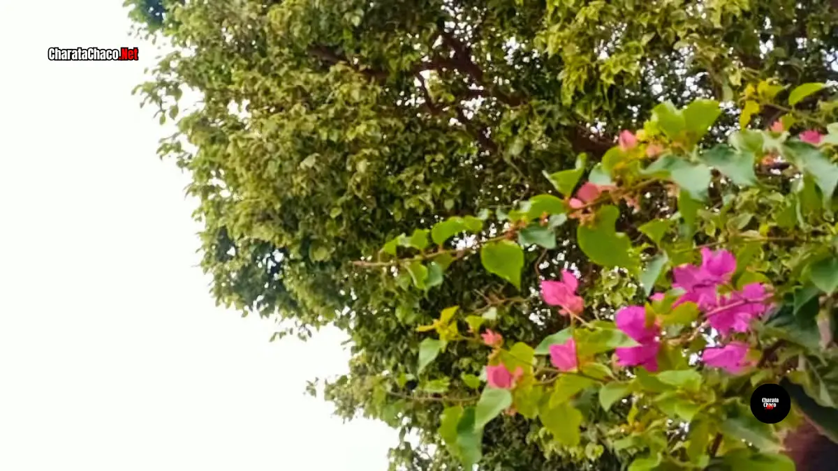 Clima en Charata hoy: alerta por tormentas en el Día de la Primavera