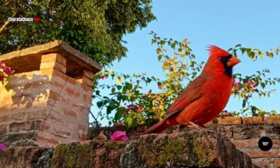 Clima en Charata hoy: martes soleado con máxima de 23°C
